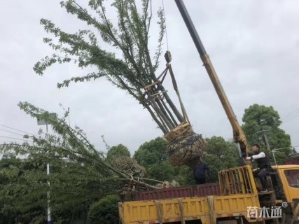 15公分丛生榉树