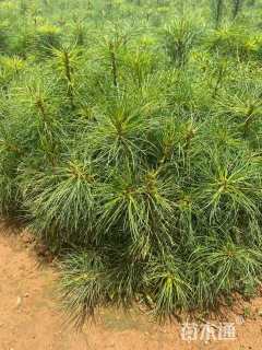 高度12厘米华山松