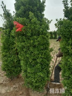 高度2.2厘米大叶黄杨柱