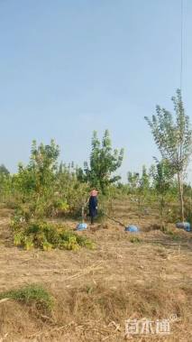 10公分金叶复叶槭