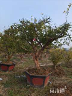 高度300厘米石榴