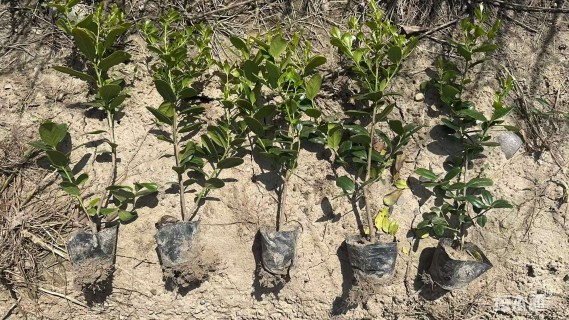 0.1公分无刺枸骨