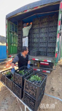 高度30厘米吊钟柳