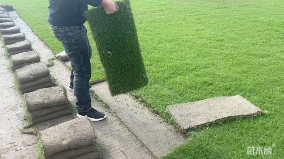草卷状果岭草