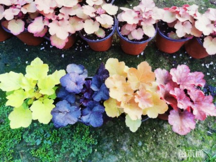 高度15厘米矾根