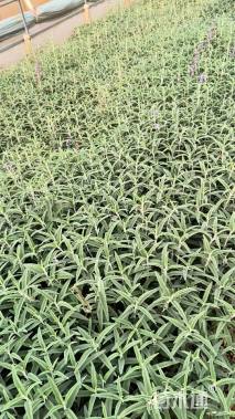 高度20厘米墨西哥鼠尾草