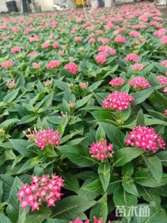 高度20厘米五星花