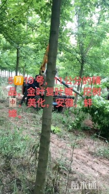 11公分金叶复叶槭