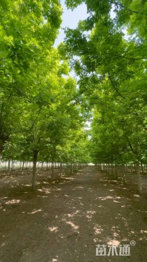 16公分金叶复叶槭