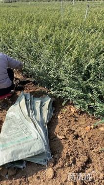 高度40厘米平枝栒子