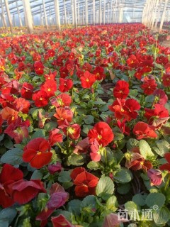 高度15厘米三色堇