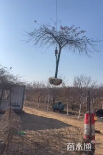 12公分垂枝樱花