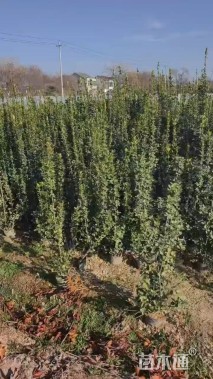 高度175厘米北海道黄杨