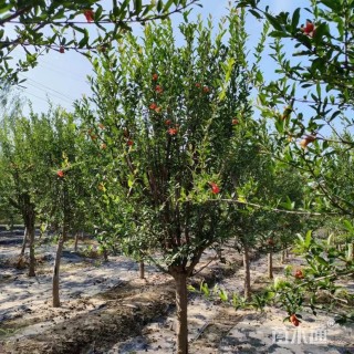 高度300厘米花石榴