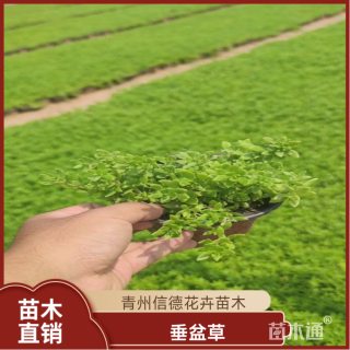 高度15厘米垂盆草