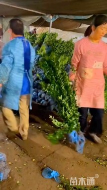 高度100厘米大叶黄杨