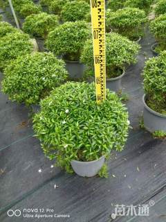 高度40厘米珍珠狗牙花