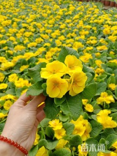 高度15厘米报春花