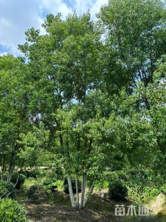 8公分(5杆)丛生乌桕