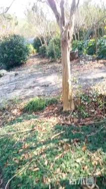 40公分朴树