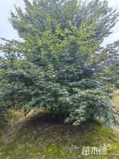 高度200厘米丛生红枫