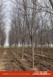 9公分金叶复叶槭