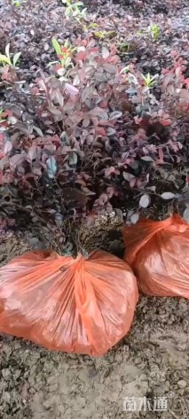 高度30厘米红花继木