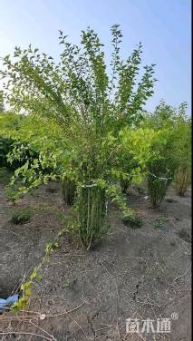 高度180厘米丛生木槿