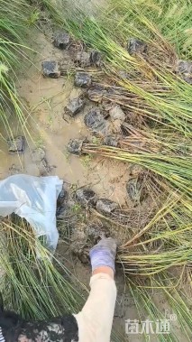 高度50厘米紫穗狼尾草