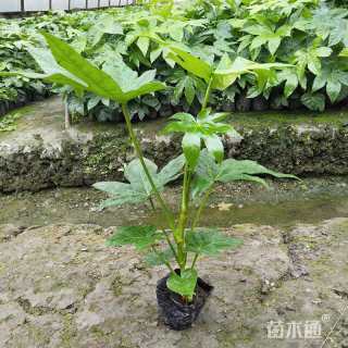 高度30厘米八角金盘