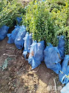 高度60厘米贴梗海棠