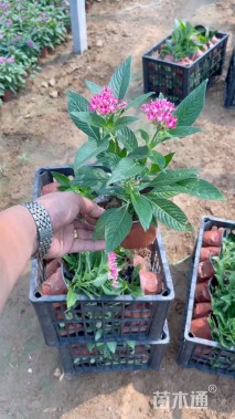 高度25厘米五星花
