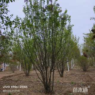 高度450厘米丛生暴马丁香