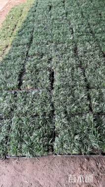 高度11厘米麦冬