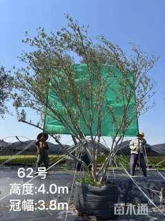 10公分油橄榄
