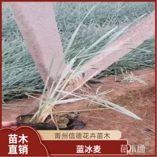 高度50厘米蓝冰麦