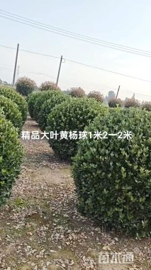 冠幅200厘米大叶黄杨球