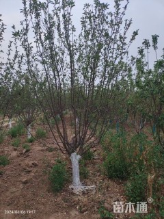 10公分绚丽海棠