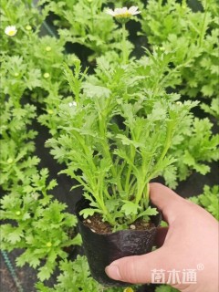 高度10厘米白晶菊