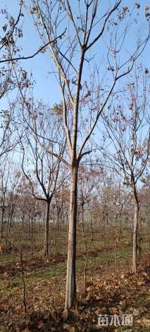 15公分栾树