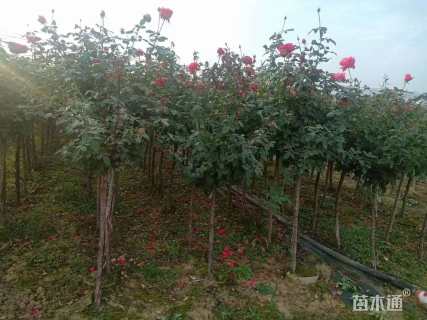 4公分高杆树状月季