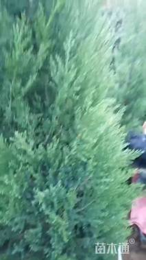 高度200厘米蜀桧