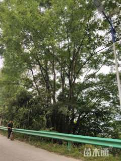 25公分(10杆)丛生朴树