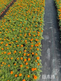 高度15厘米孔雀草