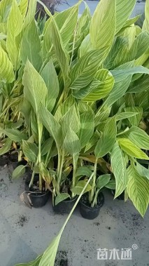 高度50厘米花叶美人蕉