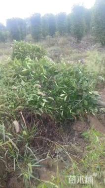 高度150厘米红叶石楠柱