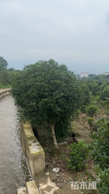 冠幅100厘米桂花球
