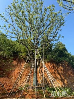 30公分香樟
