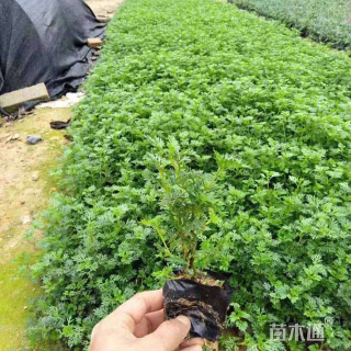 高度20厘米美女樱