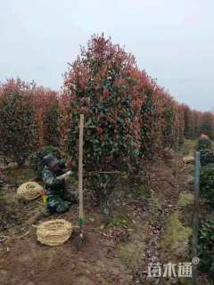 高度200厘米红叶石楠柱